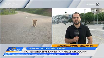 Θεσσαλονίκη: Πρόστιμο 270.000 ευρώ σε 55χρονο που εγκατέλειψε 9 γατάκια σε οικοδομή