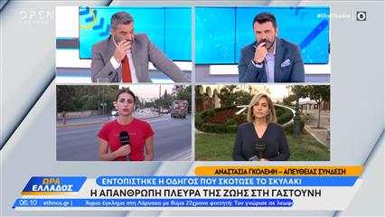 Γαστούνη: Ταυτοποιήθηκε η οδηγός που πάτησε και σκότωσε τον σκύλο