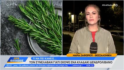 Θεσσαλονίκη: Συνταξιούχος έκοψε ένα κλαράκι δεντρολίβανο και οδηγήθηκε στο κρατητήριο