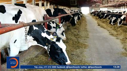 Αφθώδης πυρετός: Απαγορεύτηκε η πώληση 90.000 βοοειδών και η διάθεση κτηνοτροφικών προϊόντων