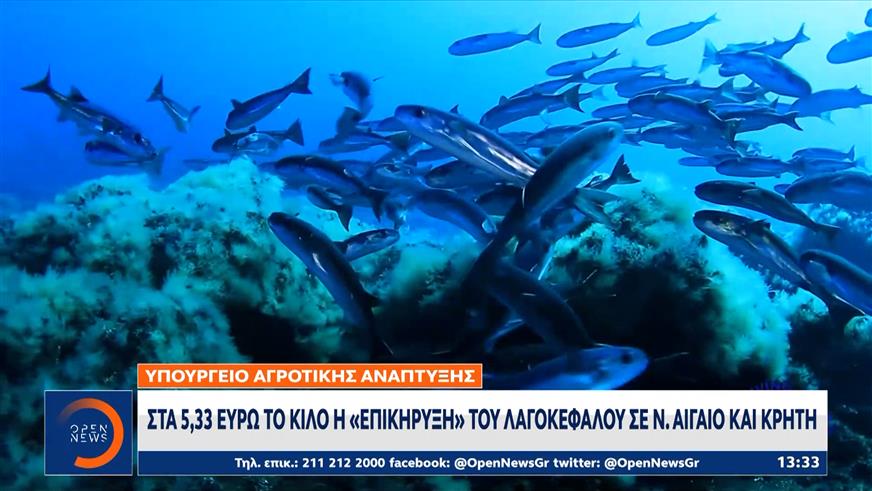 Σε απόγνωση οι ψαράδες για την εξάπλωση του λαγοκέφαλου